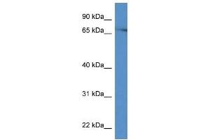 Western Blot showing Prkch antibody used at a concentration of 1. (PKC eta 抗体  (C-Term))