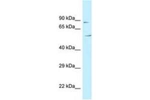 Image no. 1 for anti-Chromosome 3 Open Reading Frame 15 (C3orf15) (AA 81-130) antibody (ABIN6747752) (C3orf15 抗体  (AA 81-130))