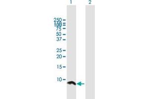 Western Blot analysis of UBE2Q1 expression in transfected 293T cell line by UBE2Q1 MaxPab polyclonal antibody. (UBE2Q1 抗体  (AA 1-71))