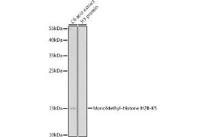 Western blot analysis of extracts of C6 cells, using MonoMethyl-Histone H2B-K5 antibody (ABIN7267735) at 1:500 dilution. (Histone H2B 抗体  (meLys5))