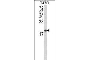 Western blot analysis of FAS Antibody (Center) (ABIN652469 and ABIN2842320) in T47D cell line lysates (35 μg/lane). (FAS 抗体  (AA 185-211))