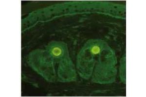 Immunofluorescence (IF) image for anti-Collagen, Type VII, alpha 1 (COL7A1) (AA 757-967) antibody (ABIN615638)