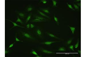 Immunofluorescence of purified MaxPab antibody to PTTG2 on HeLa cell. (PTTG2 抗体  (AA 1-191))
