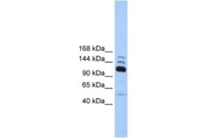 Western Blotting (WB) image for anti-Polymerase (RNA) III (DNA Directed) Polypeptide B (POLR3B) antibody (ABIN2463219) (POLR3B 抗体)