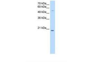 Image no. 1 for anti-Cysteine-Rich Hydrophobic Domain 2 (CHIC2) (N-Term) antibody (ABIN6738276) (CHIC2 抗体  (N-Term))