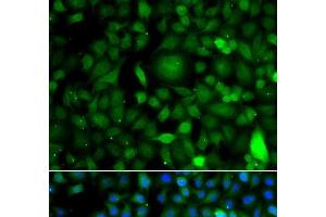 Immunofluorescence analysis of A549 cells using DPF1 Polyclonal Antibody (DPF1 抗体)