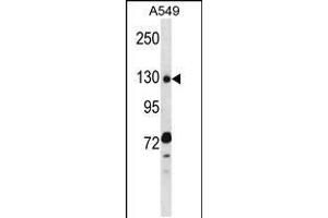 Western blot analysis in A549 cell line lysates (35ug/lane). (RBM5 抗体  (N-Term))