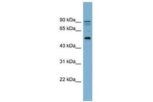 ZNF662 antibody used at 0. (ZNF662 抗体  (Middle Region))