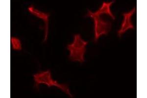 ABIN6275349 staining A549 by IF/ICC. (PEX14 抗体  (Internal Region))