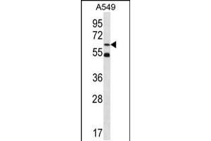 Western blot analysis in A549 cell line lysates (35ug/lane). (ZNF248 抗体  (AA 276-304))