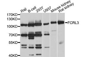 Western blot analysis of extracts of various cell lines, using FCRL3 antibody. (FCRL3 抗体)