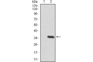 Western Blotting (WB) image for anti-Twinfilin, Actin-Binding Protein 1 (TWF1) (AA 335-384) antibody (ABIN1846307) (TWF1 抗体  (AA 335-384))