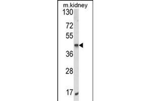 Western blot analysis of ALKBH3 Antibody (C-term) (ABIN652626 and ABIN2842418) in mouse kidney tissue lysates (35 μg/lane). (ALKBH3 抗体  (C-Term))