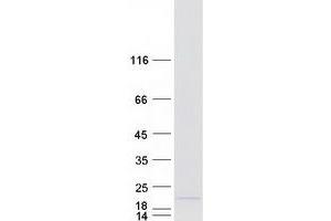 Validation with Western Blot (ANKRD37 Protein (Myc-DYKDDDDK Tag))