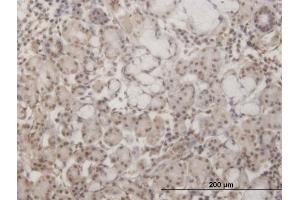 Immunoperoxidase of monoclonal antibody to GSC on formalin-fixed paraffin-embedded human salivary gland. (GSC 抗体  (AA 78-186))