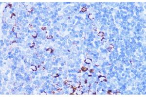 Immunohistochemistry of paraffin-embedded Mouse spleen using SHMT2 Polyclonal Antibody at dilution of 1:100 (40x lens). (SHMT2 抗体)