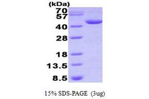 SDS-PAGE (SDS) image for Deoxyhypusine Synthase (DHPS) (AA 1-369) protein (His tag) (ABIN666957) (DHPS Protein (AA 1-369) (His tag))