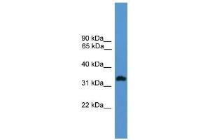Western Blot showing OR1L8 antibody used at a concentration of 1. (OR1L8 抗体  (C-Term))
