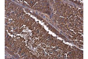IHC-P Image MCL1 antibody detects MCL1 protein at cytoplasm in mouse testis by immunohistochemical analysis. (MCL-1 抗体  (Center))