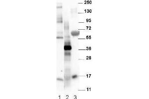 Western blot using  affinity purified anti-Mouse NAG-1/GDF15 antibody. (GDF15 抗体)