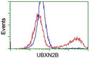 Image no. 2 for anti-UBX Domain Protein 2B (UBXN2B) antibody (ABIN1501660) (UBXN2B 抗体)