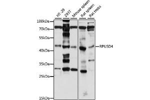 Western blot analysis of extracts of various cell lines, using RPUSD4 antibody (ABIN7270108) at 1:1000 dilution. (RPUSD4 抗体  (AA 1-377))