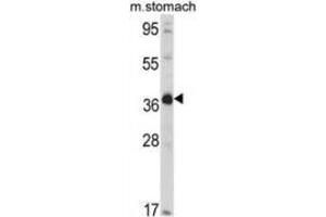 Western blot analysis of NAGK (arrow) in mouse stomach tissue lysates (35ug/lane) using NAGK  Antibody (C-term). (NAGK 抗体  (C-Term))