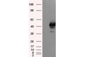 Image no. 2 for anti-SHC (Src Homology 2 Domain Containing) Transforming Protein 1 (SHC1) antibody (ABIN1499995) (SHC1 抗体)