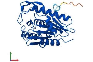 Protein Structure (PS) image for Lysophospholipase II (LYPLA2) (AA 1-231) protein (His tag) (ABIN7549261)