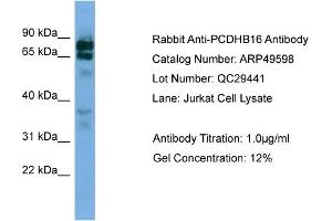 WB Suggested Anti-PCDHB16  Antibody Titration: 0. (PCDHB16 抗体  (Middle Region))