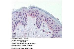 Immunohistochemistry with Human Skin lysate tissue at an antibody concentration of 5. (NR2C1 抗体  (N-Term))