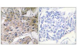 Immunohistochemistry (IHC) image for anti-COX7S/A2 (N-Term) antibody (ABIN1850330) (COX7S/A2 (N-Term) 抗体)