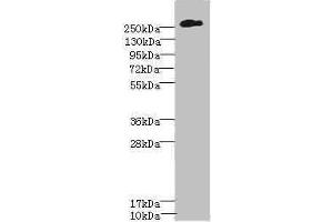 Western blot All lanes: CSPG4 antibody at 2. (NG2 抗体  (AA 1950-2210))
