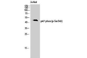 Western Blotting (WB) image for anti-Neutrophil Cytosol Factor 1 (NCF1) (pSer345) antibody (ABIN3182707) (NCF1 抗体  (pSer345))