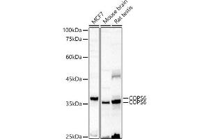 Western blot analysis of extracts of various cell lines, using COPS6 antibody (ABIN6130710, ABIN6138885, ABIN6138886 and ABIN6222868) at 1:500 dilution. (COPS6 抗体  (AA 58-327))