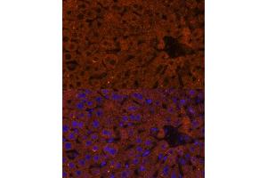 Immunofluorescence analysis of mouse liver using HMGCS2 Polyclonal Antibody (ABIN7265329) at dilution of 1:100 (40x lens). (HMGCS2 抗体  (AA 269-508))
