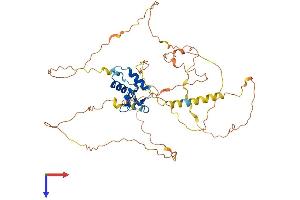 FOXD3 Protein (AA 1-478) (His tag)