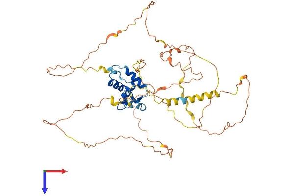 FOXD3 Protein (AA 1-478) (His tag)