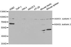 Western blot analysis of extracts of various cell lines, using ASH2L antibody (ABIN5973125) at 1/1000 dilution. (ASH2L 抗体)