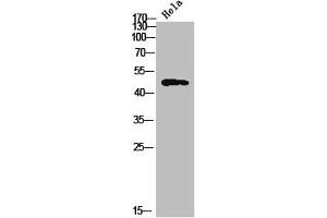 Western Blot analysis of HeLa cells using TBPL2 Polyclonal Antibody (Tbpl2 抗体  (Internal Region))