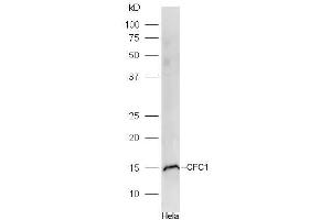 Hela lysates probed with CFC1 Polyclonal Antibody, Unconjugated  at 1:300 dilution and 4˚C overnight incubation. (CFC1 抗体  (AA 1-100))