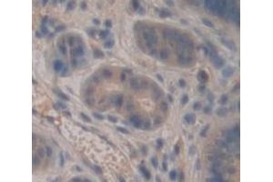 IHC-P analysis of Mouse Tissue, with DAB staining. (Lactoferrin 抗体  (AA 550-707))