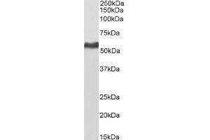 Western Blotting (WB) image for anti-Karyopherin alpha 2 (RAG Cohort 1, Importin alpha 1) (KPNA2) (C-Term) antibody (Biotin) (ABIN5539841)