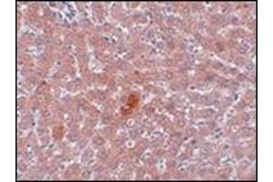 Immunohistochemistry of JMJD1A in rat liver tissue with this product at 5 μg/ml. (KDM3A 抗体  (N-Term))