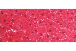 Detection of ARG in Human Liver Tissue using Monoclonal Antibody to Arginase (ARG) (ARG 抗体  (AA 1-322))