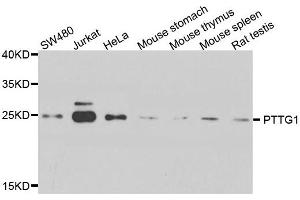 Western blot analysis of extract of various cells, using PTTG1 antibody. (PTTG1 抗体)