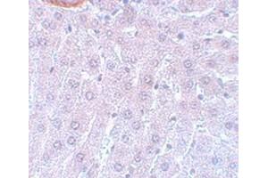 Immunohistochemical staining of rat liver tissue with CDC27 polyclonal antibody  at 5 ug/mL dilution. (CDC27 抗体  (C-Term))