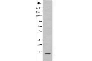 Western blot analysis of extracts from A549 cells using RPL30 antibody. (RPL30 抗体  (C-Term))
