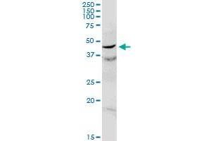 C17orf75 MaxPab rabbit polyclonal antibody. (C17orf75 抗体  (AA 1-396))
