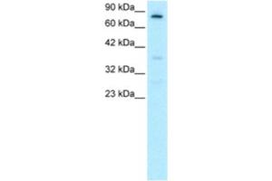 Western Blotting (WB) image for anti-Forkhead Box E3 (FOXE3) antibody (ABIN2460421) (FOXE3 抗体)